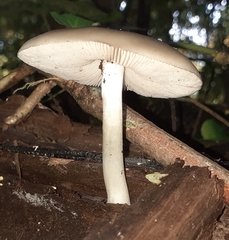 Pluteus salicinus