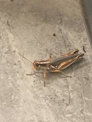 Melanoplus bowditchi
