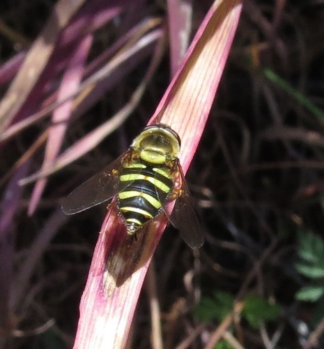 iNaturalist observation photo of Black-margined Flower Fly