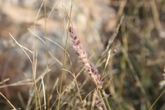 Dalea pringlei pringlei