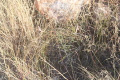 Dalea pringlei pringlei