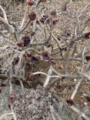 Aeonium arboreum
