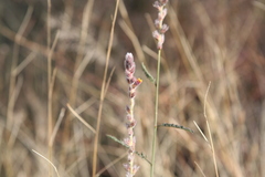 Dalea pringlei pringlei