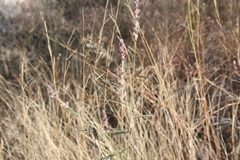 Dalea pringlei pringlei
