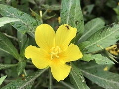 Garganus albidivittis