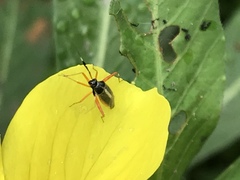 Garganus albidivittis