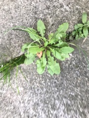 Taraxacum