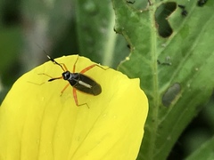 Garganus albidivittis