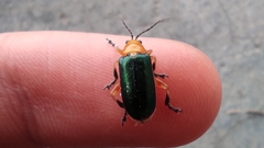 Cacoscelis marginata