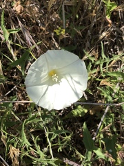 Calystegia macrostegia tenuifolia