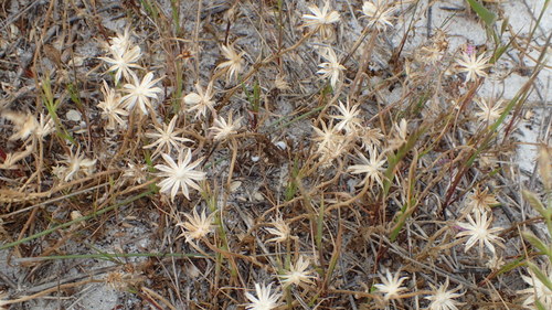 Dimorphothéca des pluies 4