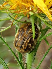 Xeloma tomentosa