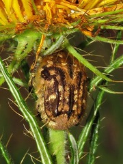Xeloma tomentosa