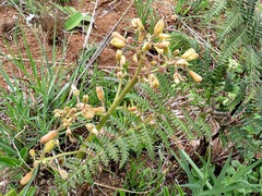 Triumfetta welwitschii