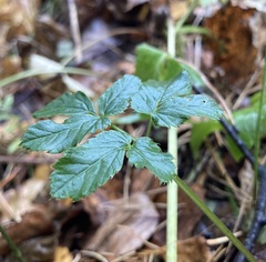 Aegopodium podagraria