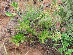 Triumfetta welwitschii