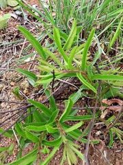 Triumfetta welwitschii