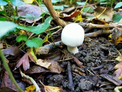 Leucoagaricus leucothites