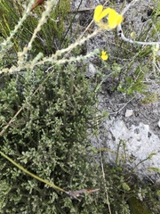 Aspalathus intervallaris