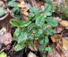 Vaccinium vitis-idaea