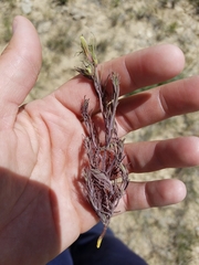 Cordylanthus ramosus