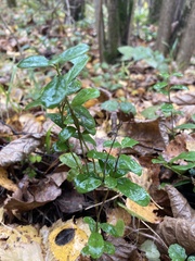 Vaccinium vitis-idaea