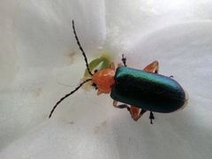 Cacoscelis marginata