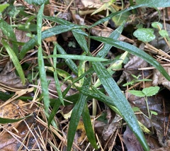 Rabelera holostea