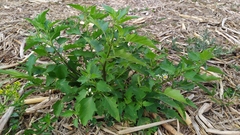 Solanum pilcomayense