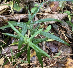 Rabelera holostea