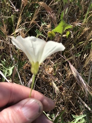 Calystegia macrostegia tenuifolia