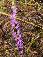 Liatris quadriflora