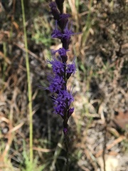 Liatris quadriflora