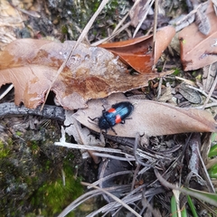 Astylus aulicus