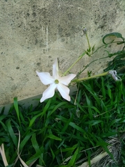 Nicotiana longiflora