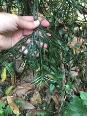 Podocarpus henkelii