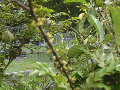 Memecylon pauciflorum