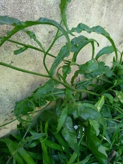 Nicotiana longiflora