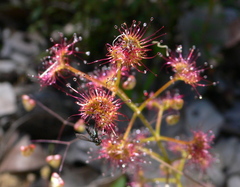 Drosera stolonifera