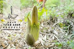Amorphophallus titanum