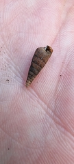 Alinda biplicata
