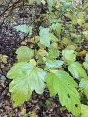 Physocarpus opulifolius