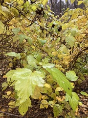 Physocarpus opulifolius