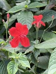 Ruellia elegans