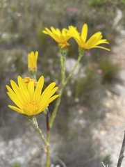 Osteospermum polygaloides