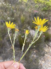 Osteospermum polygaloides