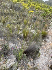 Osteospermum polygaloides