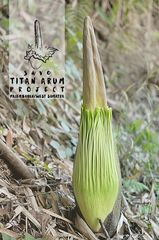 Amorphophallus titanum