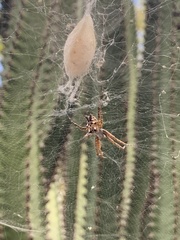 Cyrtophora citricola