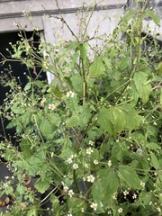 Galinsoga quadriradiata